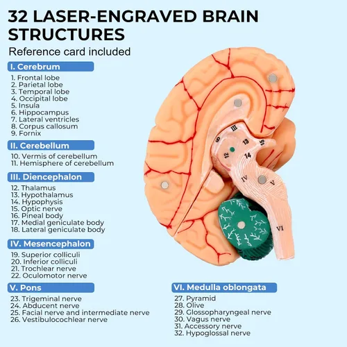 Vista 4 de Modelo de cerebro humano, modelo de anatomía cerebral magnética desmontable de tamaño natural de 8 partes, 32 estructuras cerebrales numeradas