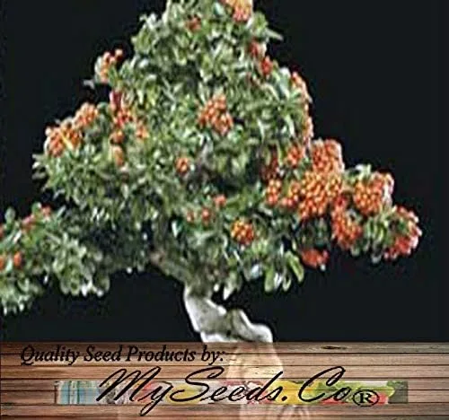 Vista 6 de Big Pack by MySeeds.Co