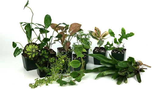 Vista 9 de Josh's Frogs Kit de plantas de vivario tropical de 12x12x18