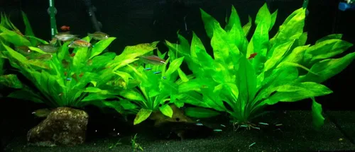 Vista 5 de Marcus Fish Tanks - 3X Espada Amazónica Echinodorus Bleheri Plantas Vivas Fáciles para Acuario de Peces de Agua Dulce