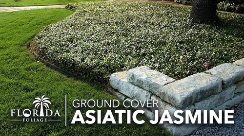 Vista 4 de Jazmín asiático 3 pipas vivas de raíz desnuda Trachelospermum Asiaticum Plantas de cobertura del suelo de bajo mantenimiento Árbol de hoja