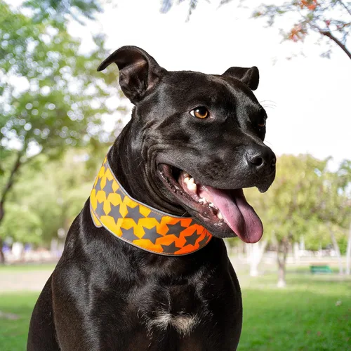 Vista 7 de SafetyPUP XD Collar reflectante para perro – Collar de perro naranja resplandeciente, cierre ajustable para un collar personalizable de alta