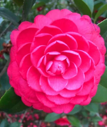 Vista 5 de 100PCS Semillas dobles Camelia Impatiens Color mezclado Impatiens Balsamina Semillas