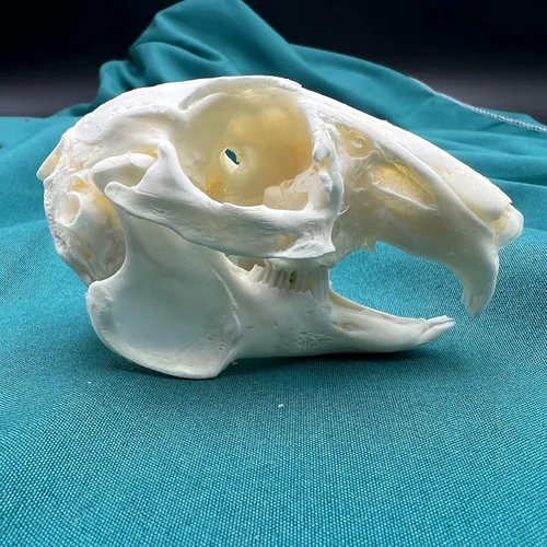 Vista 13 de Venta al por mayor 1/2/3/5/10 piezas Cráneos de Animales Reales de Taxidermia, Espécimen de Huesos Reales, Suministros de Arte Hueso Medicina