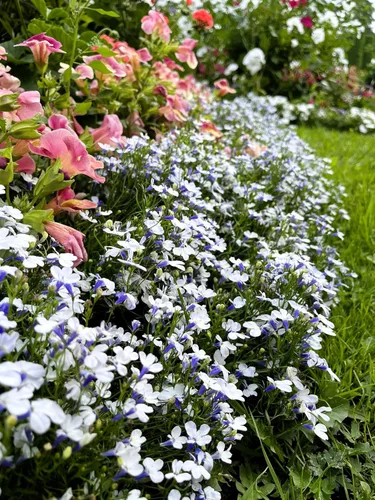 Vista 3 de 200 semillas de flores Blue Splash Lobelia Regatta Erinus