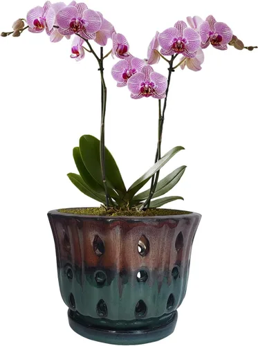 Vista 16 de Maceta de Cerámica para Orquídeas con Platillo Adjunto y Agujero de Drenaje de 6 Pulgadas (Negro)