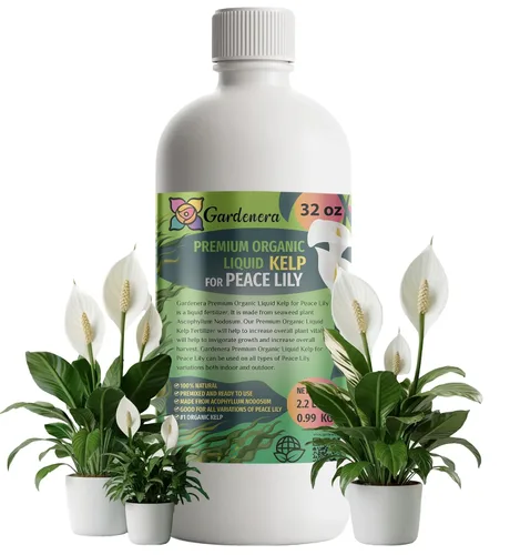 Vista 29 de GARDENERA Superalimento orgánico prémium de algas marinas y algas marinas para plantas AROID - 32 oz - Concentrado de fertilizante líquido de algas