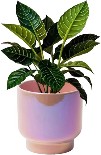 Vista 15 de LB 4.3 Inch Pink Ceramic Flower Plant Pot, Small Succulent Planters Rosa