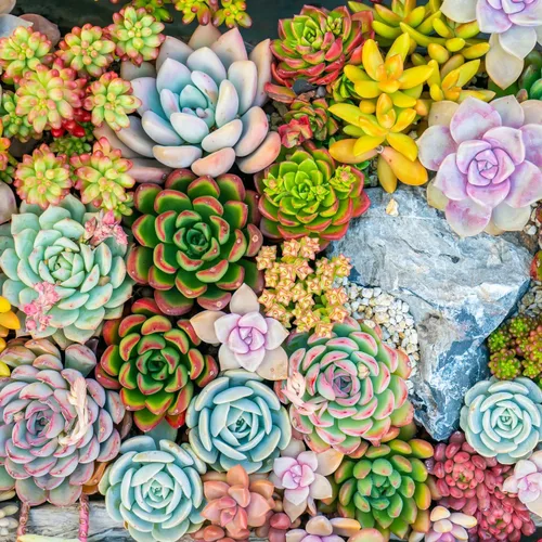 Vista 5 de Mountain Crest Gardens Nuthin' But Color - Paquete de 6 plantas vivas en macetas de 2 pulgadas, tonos brillantes y cálidos, suculentas reales