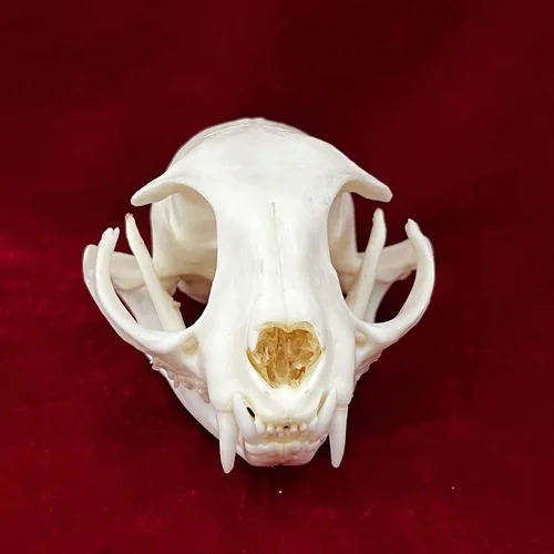 Vista 2 de Calaveras de animales reales en taxidermia, espécimen de huesos reales, suministros de taxidermia para educación científica, regalo especial