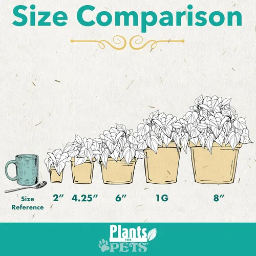 Vista 6 de Plantas for Pets - Higuera de hoja de violín (paquete de 4), paquete de plantas Ficus Lyrata, entrega de plantas vivas de Ficus, decoración popular
