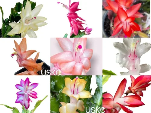 Vista 2 de Live Holiday Cactus Plants Acción de Gracias Cactus (maceta de 2 pulgadas)