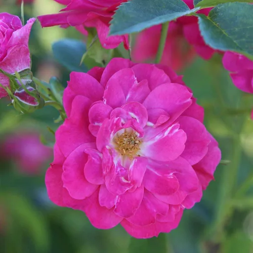 Vista 5 de Heirloom Roses Planta de rosas - John Cabot Rose Bush, planta viva resistente para plantar al aire libre