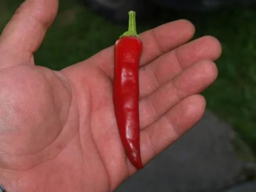 Vista 4 de Semillas Fuego Pimiento Caliente Chili Heirloom Vegetal para plantar sin OMG