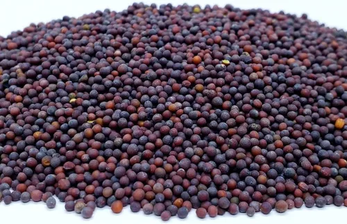Vista 2 de 5000 semillas de mostaza de hoja ancha Florida para plantar, crecimiento rápido, tolerantes al calor y al frío, sin OMG, semillas de jardín
