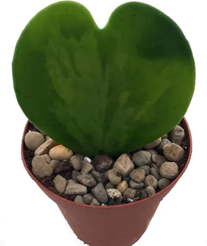 Vista 2 de Amazing Sweetheart Waxplant - Hoya Kerri - Maceta de 2 pulgadas