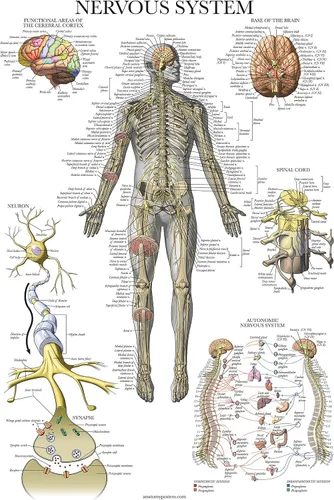 Vista 7 de Palace Learning Paquete de 2 pósteres de anatomía de nervios espinales y sistema nervioso, juego de 2 gráficos anatómicos, columna