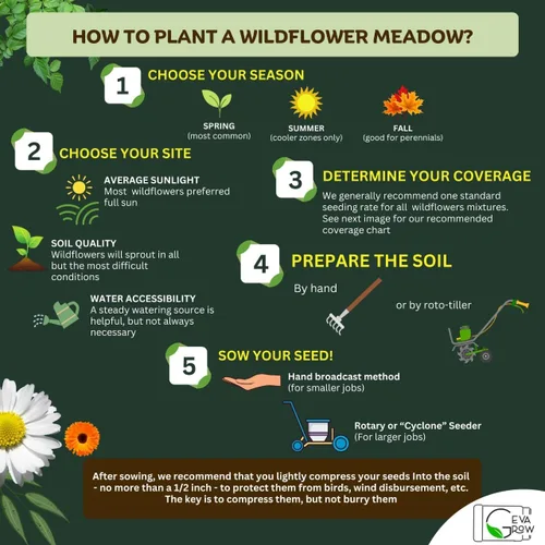 Vista 6 de Mezcla regional de semillas de flores silvestres de GevaGrow (Midwest Wildflowers Mini Shaker)