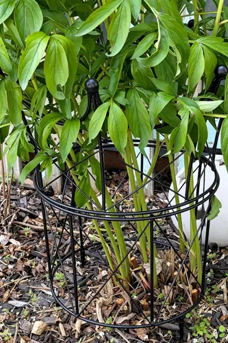 Vista 7 de Soportes de peonía para plantas de exterior, estacas de dalia de 18.5 x 22.9 pulgadas Negro