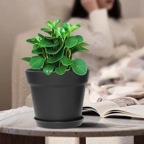 Vista 5 de WOUSIWER Paquete de 16 macetas de plástico de 6 pulgadas para macetas de interior, resistentes y elegantes de 6 pulgadas para plantas