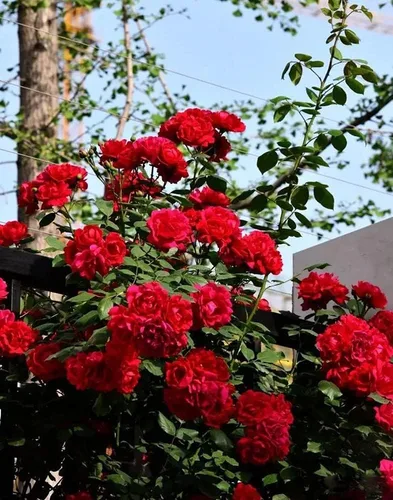 Vista 2 de MOCCUROD - 100 semillas aromáticas de flores de mariposa fragantes para trepar rosas rosas rosas