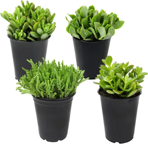 Vista 16 de Suculentas Echeveria de 1 cuarto de galón, 4 unidades, suculentas vivas recuerdos de fiesta en macetas suculentas, plantas suculentas vivas plantas