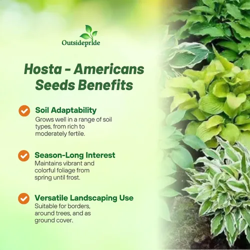 Vista 3 de Outsidepride Hosta American Seeds - 50 unidades. Perenne, fácil de cultivar y de bajo mantenimiento, semillas de flores para plantar follaje mixto