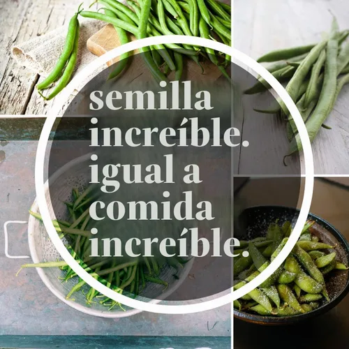 Vista 4 de Mountain Valley Seed Co Broad Windsor Fava - Semillas de frijol