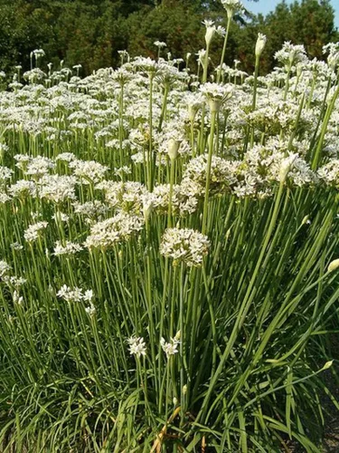 Vista 2 de 500 semillas de cebollino de ajo, reliquia, sin OMG, semillas siempre frescas. Semillas de siembra para el jardín de verduras y hierbas en el hogar