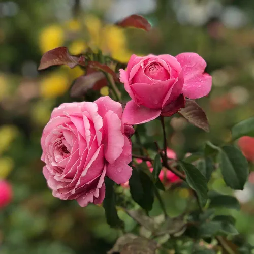 Vista 4 de Rosas de té híbridas de reliquia, planta de raíz propia viva para jardín al aire libre, Sister Emmanuelle™, excepcionalmente fragantes, zonas