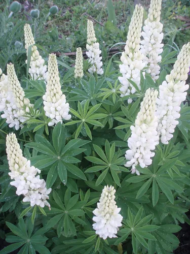 Vista 5 de Semillas Lupin Blanco (científicamente conocido: Lupinus Albus) Flores gigantes perennes para plantar