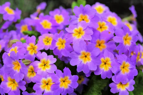 Vista 7 de 50 semillas mixtas de flores de planta de interior con sombra de prímula vulgaris