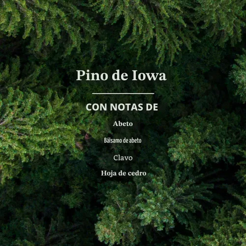 Vista 3 de Spray Limpiador Multiusos Mrs. Meyer's Clean Day, Edición Limitada Pino de Iowa, 16 fl. oz Removes Dirt and Freshens Surfaces, Everyday Use