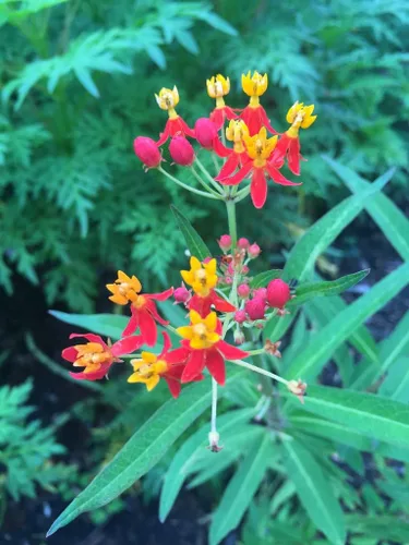 Vista 4 de UtopiaSeeds Semillas de flor de algodoncillo de sangre - Atrae y alimenta mariposas monarca