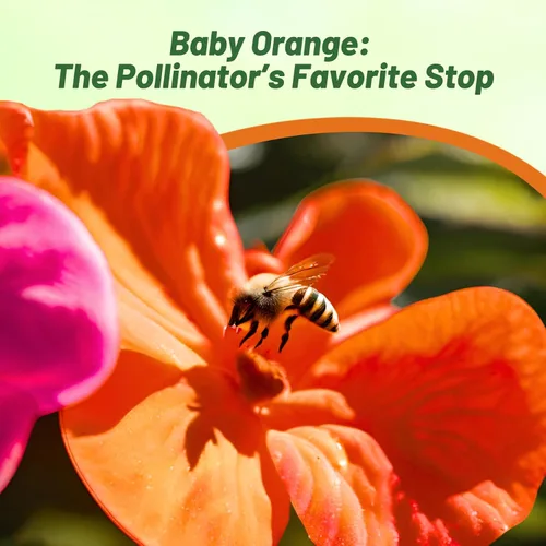 Vista 6 de Outsidepride 1000 Semillas Impatiens Baby Orange Shade Garden Flower Seeds para plantar