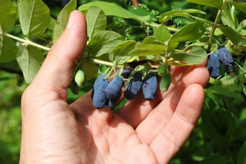 Vista 2 de 30 HONEYBERRY Blue Honeysuckle Lonicera Caerulea Edible Fruit Shrub Seeds