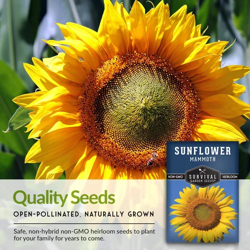 Vista 7 de Survival Garden Seeds - Semilla de girasol de mamut para plantar - Paquete con instrucciones para plantar y cultivar enormes flores coloridas en tu