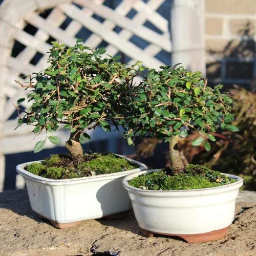 Vista 3 de Brussel's Bonsai Árbol bonsái de olmo chino vivo, al aire libre, paquete de 2 – pequeño, 5 años de edad, 6 a 8 pulgadas de alto – incluye macetas