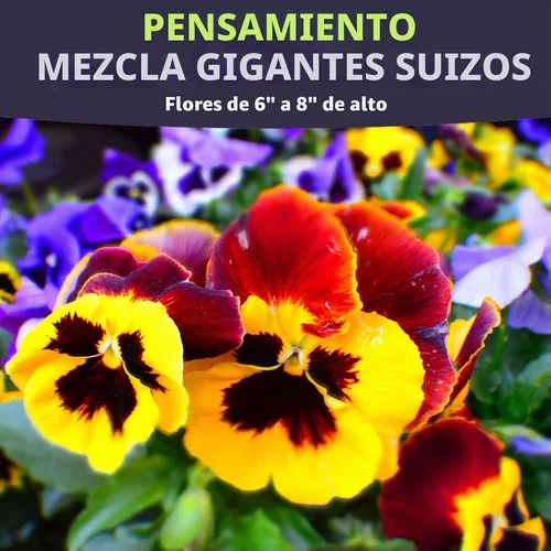 Vista 3 de Pansy Swiss Giants Mix - Sobre grande de 1,500 mg - 1,100 semillas de flores para plantar - Viola