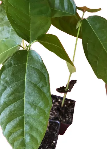 Vista 3 de Árbol de chocolate / Theobroma Cacao - 1 planta viva en maceta