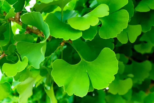 Vista 2 de 10 semillas de hierba de fruta de naranja de otoño de Ginkgo BILOBA árbol de culantrillo amarillo