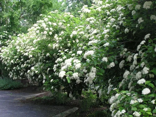 Vista 3 de 1 Planta Chicago Lustre Viburnum Viburnum dentatum Planta de 2.5 en maceta