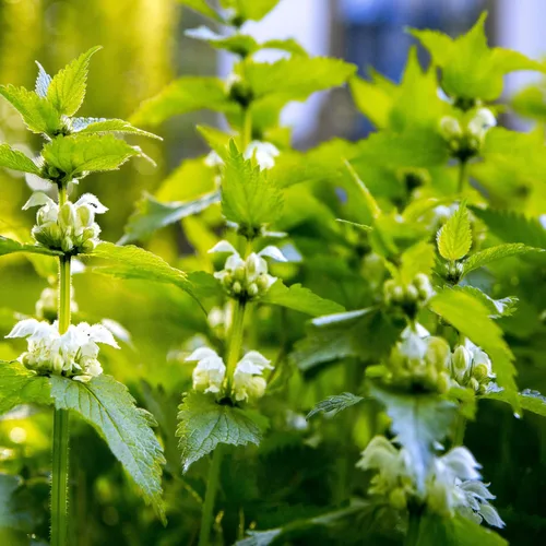 Vista 7 de Outsidepride Semillas de ortiga - 5000 piezas Hierba perenne y de bajo mantenimiento para plantar flores verdes con hojas fibrosas y ricas