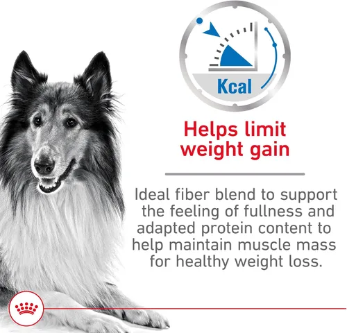 Vista 7 de Royal Canin Alimento seco para perros adultos para razas grandes, bolsa de 30 libras