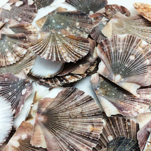 Vista 18 de Conchas marinas Pepperlonely, vieiras de diferentes tamaños