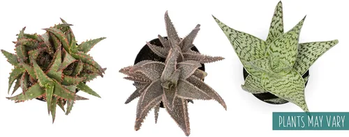 Vista 10 de Plantas suculentas de aloe vivo (paquete de 3), plantas suculentas viven en tierra para macetas, plantas suculentas en maceta, plantas vivas