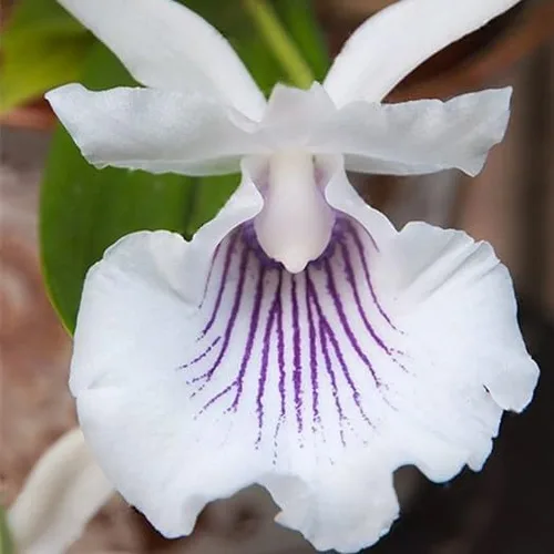 Vista 7 de 35 semillas de iris raras de colores mixtos, colores impresionantes para tu jardín, variedades poco comunes