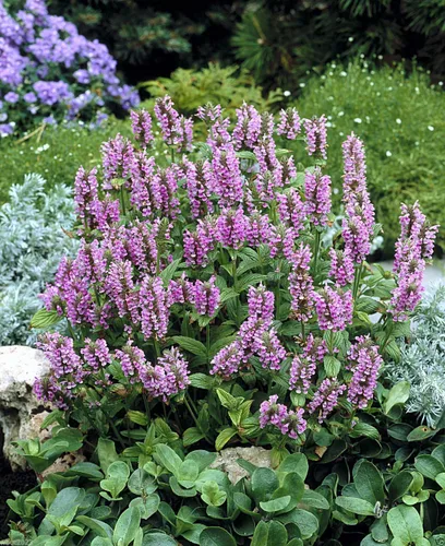 Vista 2 de 25 Seeds - Semillas de menta - 'Pink Cat' - Nepeta nervosa - Compacto, tolerante al calor, perenne