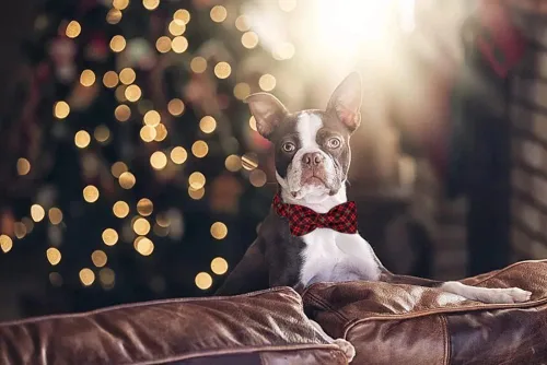 Vista 5 de Lionet Paws Collar de Navidad para perro con corbatín, collar de corbatín para perro con hebilla de metal para perros y gatos, collar ajustable