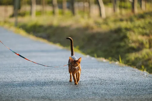 Vista 8 de pidan Cat Harness and Leash Set, Escape Proof Adjustable Kitten Harness for Large Small Cats, Easy Use, Lightweight Soft Walking Travel